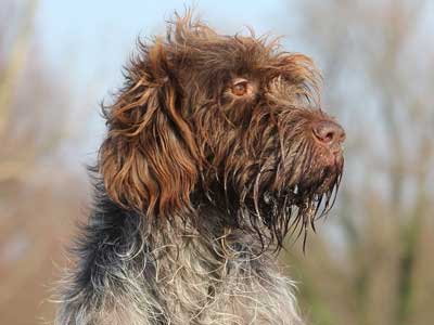 Wirehaired Pointing Griffon